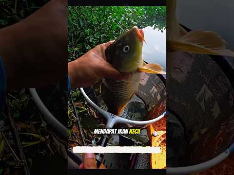 Bersihkan enceng gondok,tebar umpan,dapat ikan besar dipancingan yang terakhir ๐ฅ๐๐ฃ #shorts #mancing