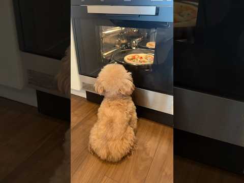 ピッツァを眺めていたので、犬用ピッツァを作りました！#dog #cutedog