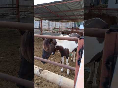 Caballo Peruano en Crecimiento