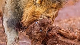 Lions vs Hyenas : Fight for Territory | Animal Documentary | Animal Fight