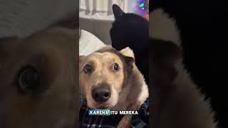 anjing dan kucing