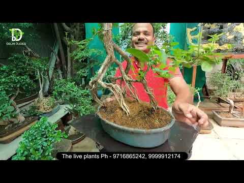 ऐसा BONSAI नहीं देखा होगा, 50 साल की मेहनत है