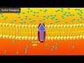 Active Transport and Concentration Gradients