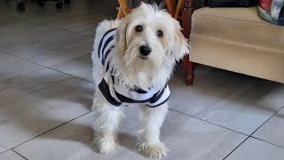 Hasta siempre, Curly ❤️