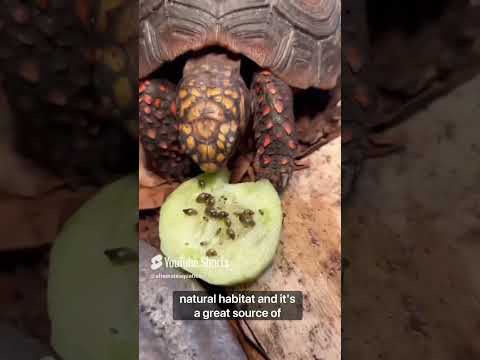 Simulating an ecosystem part 3! #youtubeshort #fyp #terrarium