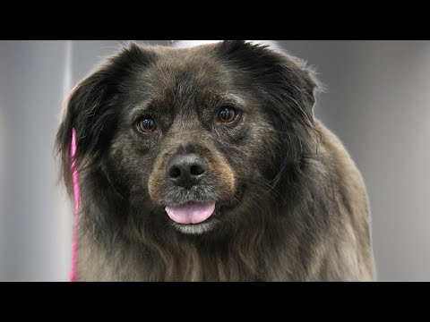 Today I Was Blessed With The Easiest Supermutt On The Planet