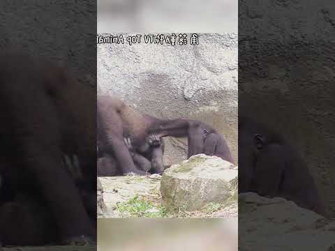 Gently and funny daughter is Annie #mypet #foryoupage #foryou #fyp #fypシ #pet #pets #gorilla