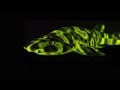 Exploring Biofluorescence in Marine Life