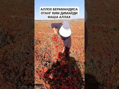 АЛЛОХ БЕРАМАНДИСА ОТАНГ КИМ ДИМАЙДИ МАША АЛЛАХ #instagram