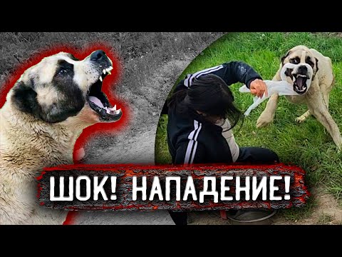 Покусал алабай брошенный в полях, при оказании помощи. Такое впервые происходит.Он умирает. 1 часть.
