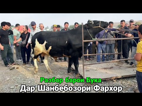 ШАНБЕБОЗОРИ ФАРХОР НАРИ ХОЗИРА ГОВУ МОЛ,      15 июня 2025 г.