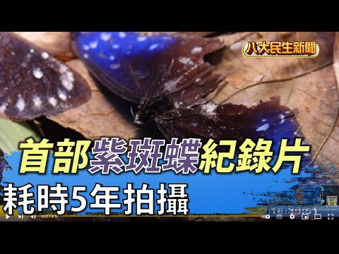 耗時5年拍攝 首部紫斑蝶紀錄片 |【民生八方事】| 2022042005 @gtvnews27 - YouTube(4分12秒)