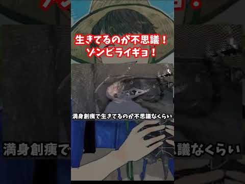 ボロボロで生きているのが不思議な外来魚を捕獲したが…#shorts