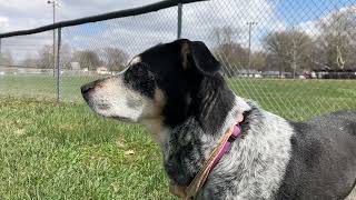 Dog eating grass for Six Minutes in the beginning of Spring.