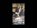 Bee Rescue Operation and Behavior