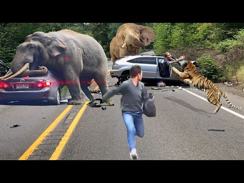 Aghast! Tiger, Crazy Elephant Smash Cars And Tourists When Invading Their Territo What Happe Next???