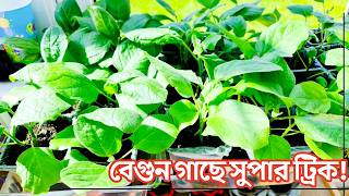 👉 বেগুন গাছের প্রথম খাদ্য দিলে ফলন ২ গুণ🍆 | Beguner Prothom Khabar Secret | First Feed for Aubergine