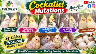 Cocatails pairs | Cocatails Cream vpied x Albino Vpied |Ino v pied x Ino vpied |Strong Blood Lines 