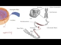 DNA Structure and Chromosome Function