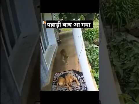 Pahadi Tiger dikha Aaj || Bahut khatarnaak || Kutta le gya || Pahadi Hills