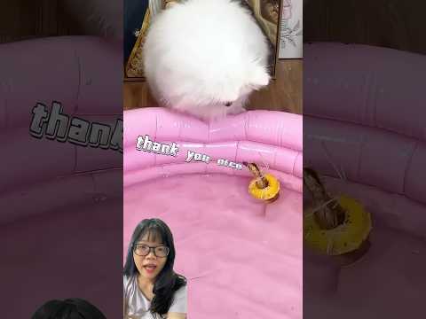 GUKGUK HELPED THE DUCK PUT ON A FLOAT :) #shorts #funny #cutedog #fyp