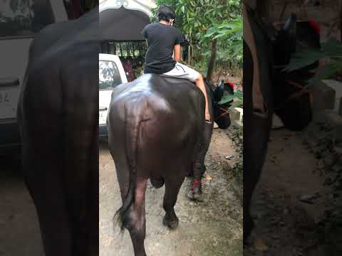 ഒരു പോത്ത് സവാരി അയാലോ #short