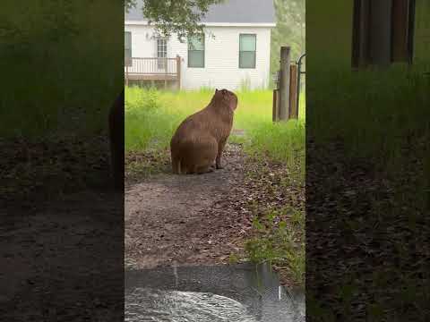 Teenage Angst Capybara