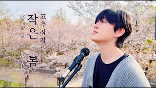 고추잠자리 - 작은 봄 (Japanese ver.) 🌸 ささやかな春 cover