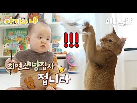 간식 먹을 고양이라고 부르면 날아오르는 고양이(아기 집사 깜놀)ㅣCat Flies When Butler Gives A Snack?? (Baby Butler’s Surprised)