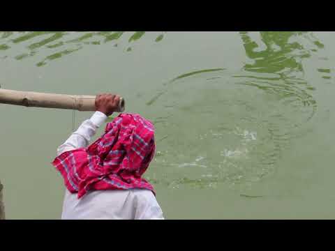 Village angling! A catla fish hunt by angler use fishing rod!