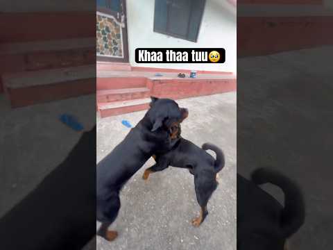 Bhai behan kaa meetup hogyaa🥹♥️ #rottweiler #dogslove #brosis #brothersister #viral #dog #love