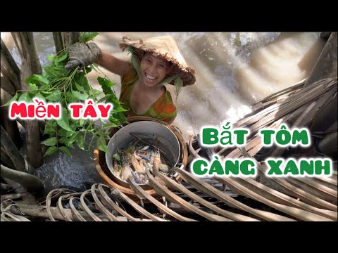 Về Miền Tây Bắt Tôm Càng Xanh Làm Tôm Kho Tàu ,Tôm Nấu Canh Mồng Tơi - Em Gái Quê￼