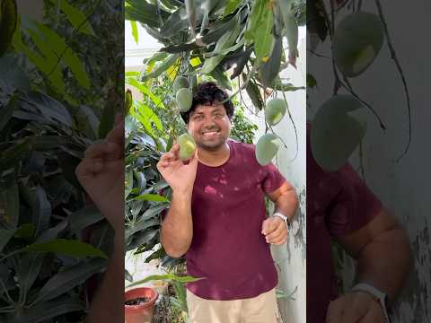 Aaj sare aam todke delhi aaye #minivlog #dailyminivlog #minivlogseries #familyvlog #familyfun