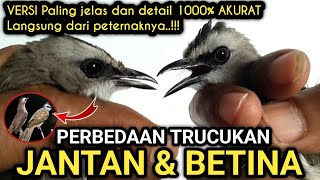 Paling akurat 1000% !! Perbedaan TRUCUKAN JANTAN & BETINA langsung dari peternaknya‼️