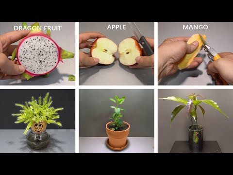 3 Years in 20 Minutes - Growing Plants Time Lapse Copilation