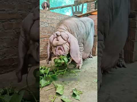 Tại Sao Thịt Heo Thái Hồ Lại Có Giá Đắt Đỏ!