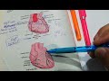 Coronary Circulation and Drainage