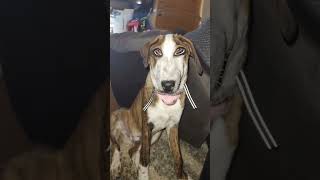 #funny #memes i found a chad dog it's mine now