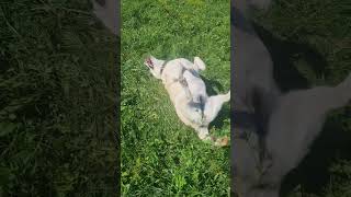 Pro více podrobných shorts dejte odběr!#trendy #viral #video #shorts #funny
