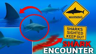 The Most Shark-Infested Waters of 2025