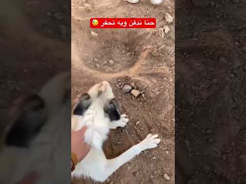 الوبر مات 💔😓