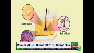 Miracles Of The Human Body: The Human Skin ~ Alhidaayah Daawa Show