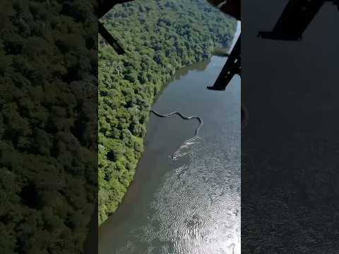 Top 10 DEADLIEST Amazon River Monsters π±