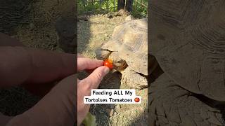 Feeding ALL My Tortoises Tomatoes 🍅 #shorts #tortoise
