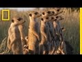 Meerkats and Puff Adders Interaction