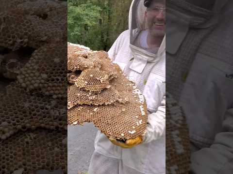 MASSIVE European Hornets Nest INFESTATION