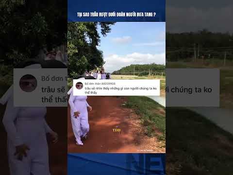 Trâu rượt đuổi đoàn người đang đưa tang