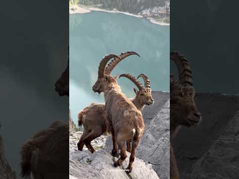 पहाड़ो पर चढ़ने वाली आइबेक्स बकरिया ! Interesting facts about Ibex Goat #goat #shorts