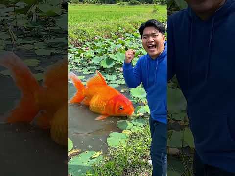 "Cara Rahasia Adi Membuat Ikan Koi Capybara Kembali Lebih Kuat… Lalu Berevolusi!"