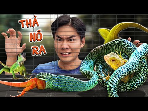 Quang BM | Rắn Nuốt Rồng Nam Mỹ 🐍| The Snake That Eats Iguana